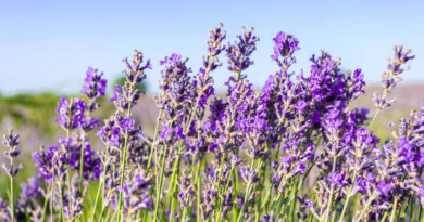 Lavanda e seus benefícios.