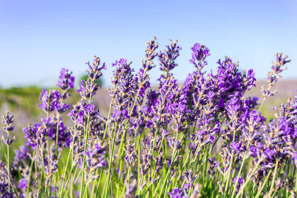 Lavanda e seus benefícios.