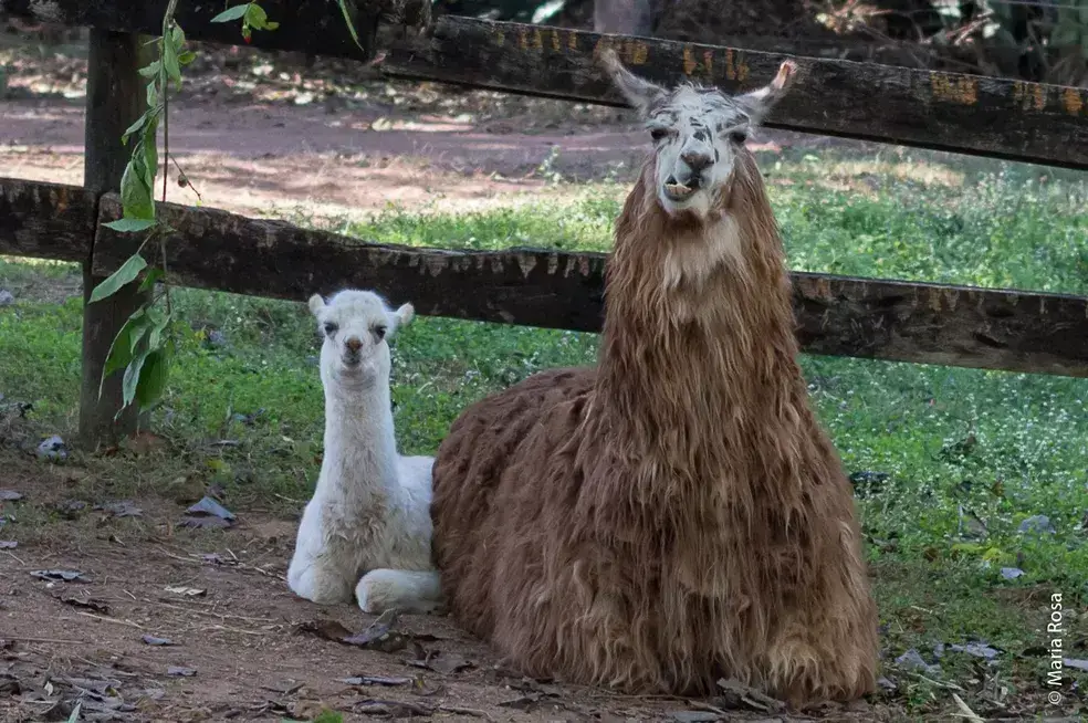  Melhores zoológicos para se visitar no Brasil