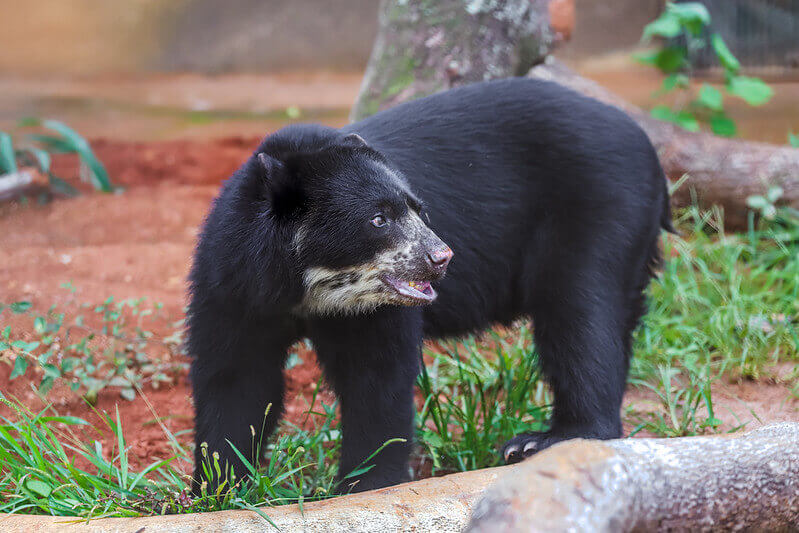 Melhores zoológicos para se visitar no Brasil