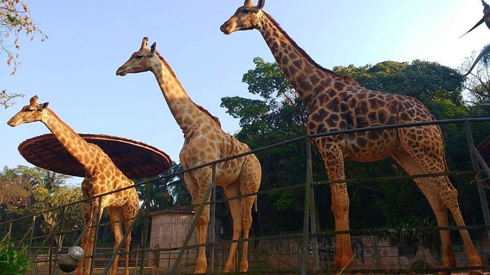 Melhores zoológicos para se visitar no Brasil