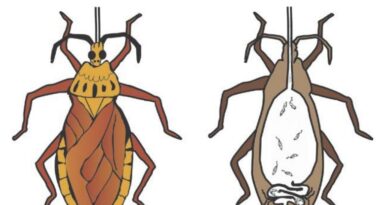 Barbeiro inseto transmissor da doença de Chagas