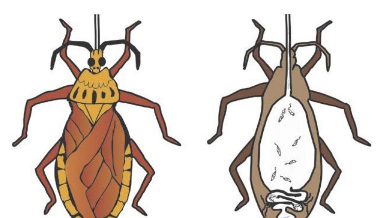Barbeiro inseto transmissor da doença de Chagas