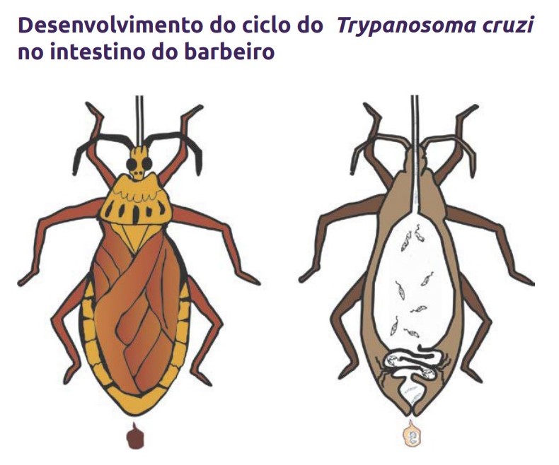 Barbeiro responsável pela transmissão da doença de Chagas