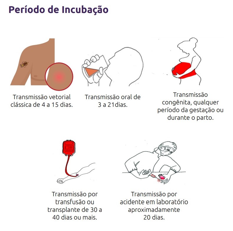  Período de incubação da doença de Chagas